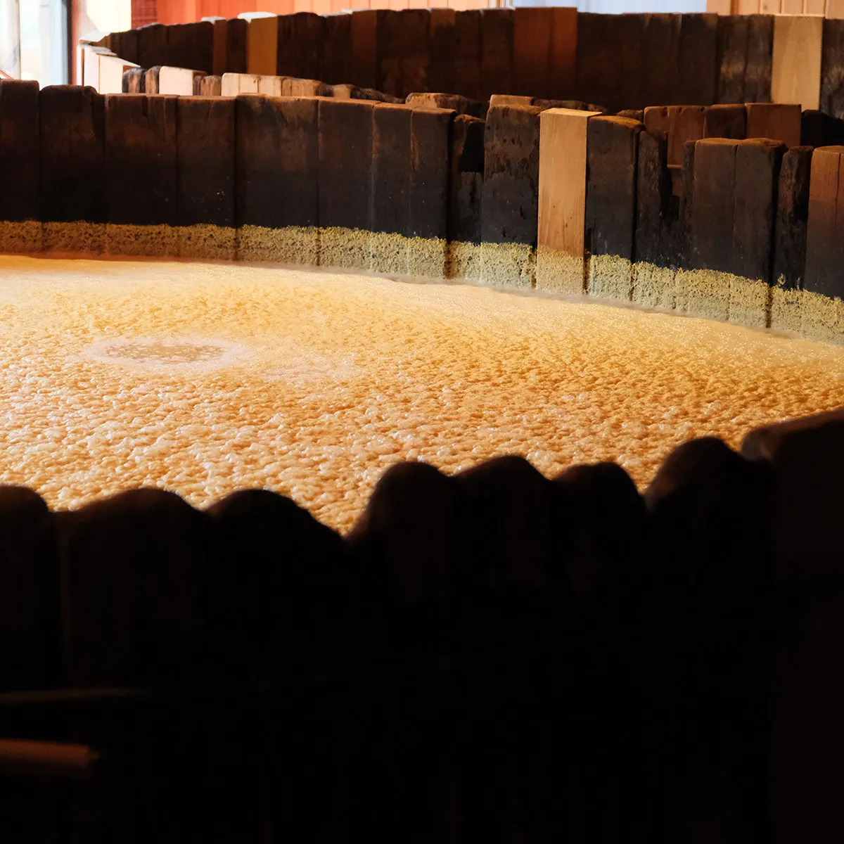Red winter wheat